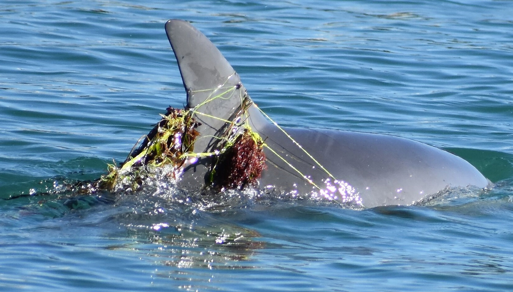 An entangled dolphin with fishing line caught in his fin